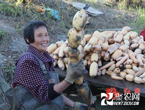 返鄉(xiāng)民工鄧柏佑種蓮藕 致富奔小康