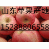 低價供應(yīng)紅富士蘋果15288806558