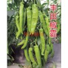 高產辣椒種子