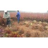 江西木荷|一公分江西木荷苗|各種規格江西木荷苗