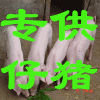 供應山東優(yōu)良仔豬批發(fā)市場