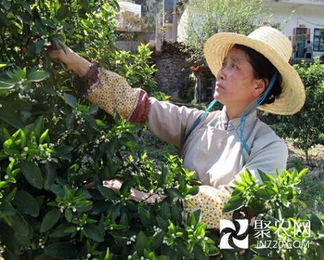 巾幗支書王蘭英：帶領群眾走上發家致富路