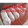 １５２６６６８８５８５山東仔豬價(jià)格