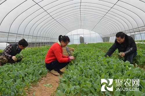 建高山蔬菜基地 為村民鋪設致富路
