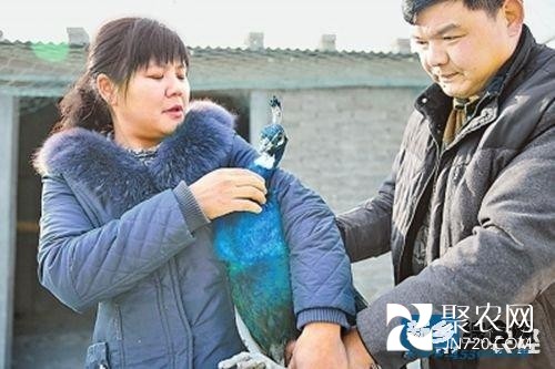 “孔雀夫妻”布天亮夫婦的孔雀致富經