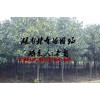 5公分廣玉蘭價格,6公分廣玉蘭價格,8公分廣玉蘭價格