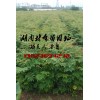 欒樹苗價格,欒樹小苗價格