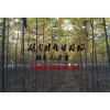 2015年欒樹價格,3公分|4公分|5公分欒樹價格