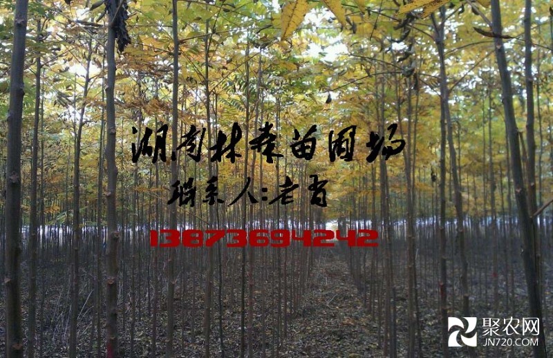 欒樹苗2