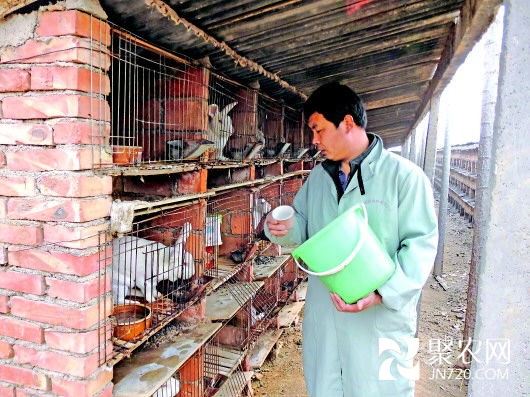養獺兔10年 老兵成“兔子王”