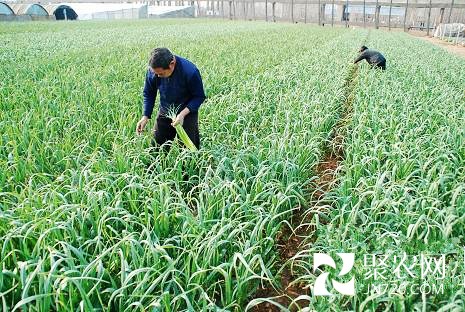 山東平邑十萬畝早春蒜薹進入收獲期 農民忙豐收