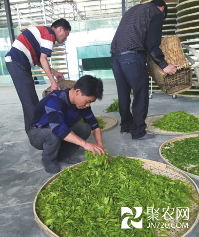 根植于茶鄉的致富帶頭人
