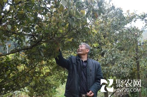 與白茶結緣 幫鄉親致富