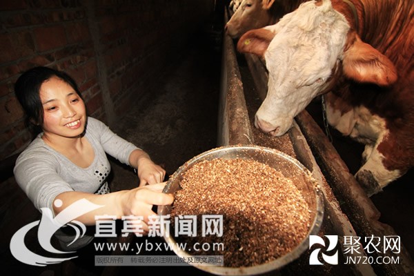 屏山“爬行女”堅強創(chuàng)業(yè) 帶動鄉(xiāng)鄰致富
