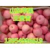 山東蘋果價格山東蘋果產地山東蘋果網山東蘋果銷售