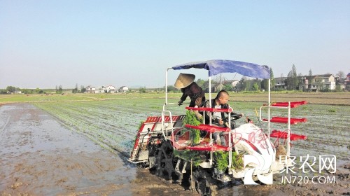回家種地成致富帶頭人 望城青年擴種500畝超級稻