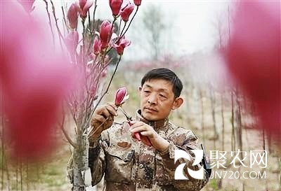 沈陸軍：玉蘭筑起致富夢