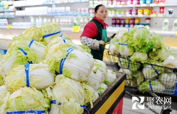 近期大白菜價格上漲明顯