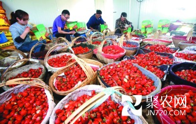 安徽高材生姐弟回鄉搞種植 帶領農民一起致富