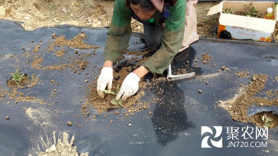 西藏藏藥材分布廣泛 林芝多縣種植16個(gè)品種