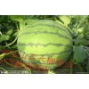 山東油桃/西瓜產(chǎn)地價(jià)格求購
