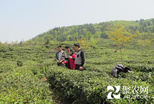 江西九江湖口縣開展茶葉質(zhì)量安全專項(xiàng)檢查