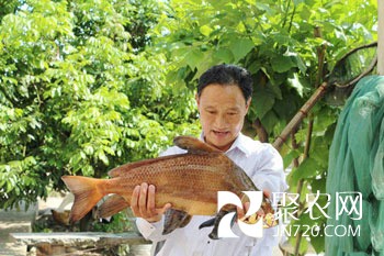 養著魚兒唱起歌 他成村里“管家婆”