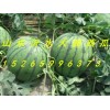 【15265996373】供應(yīng)山東大棚西瓜最新價(jià)格