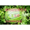 山東大棚西瓜哪里的號哪里價格便宜