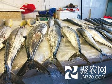山東青島：10元/斤 鲅魚價跌三年谷底