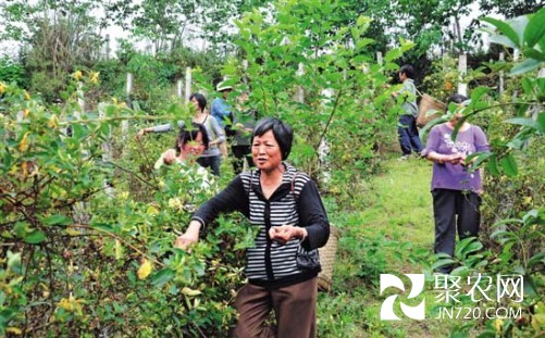 四川內江:進入采摘期 金銀花鋪滿牛橋村村民致富路