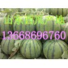 １３６６８６９６７６０西瓜批發(fā)價(jià)格西瓜供應(yīng)商