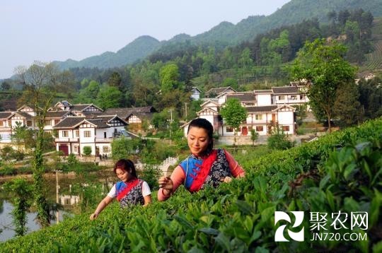 荒山披“茶綠” 貴州湄潭農(nóng)村的蛻變之路