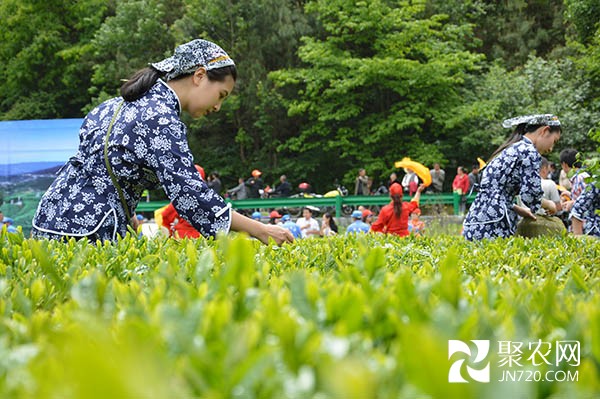 湖北三峽“茶藝節(jié)”簽約逾5億元