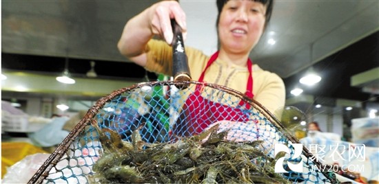 浙江:河蝦大年 價格跳水 此時河蝦最便宜最肥美