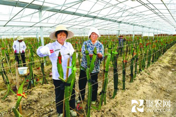 安徽全椒縣八波行政村苗木花卉富農家