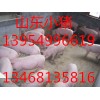 山東仔豬購(gòu)銷(xiāo)中心山東小豬購(gòu)銷(xiāo)基地