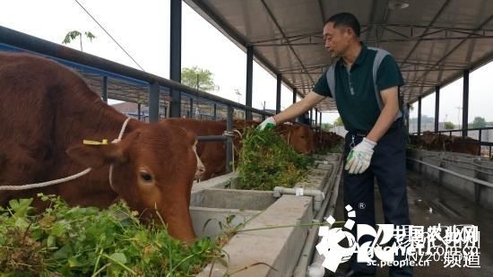 云南馬關縣做強做大肉牛產業促農民增收致富