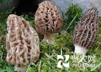 湖北松滋:1.5億引進羊肚菌深加工項目