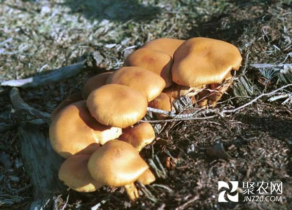 甘肅省隴西:投資3.5億建西部最先進(jìn)食用菌項(xiàng)目