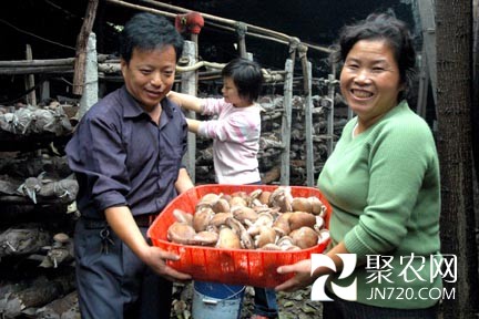 河南靈寶:食用菌產業升級 年產值達10億