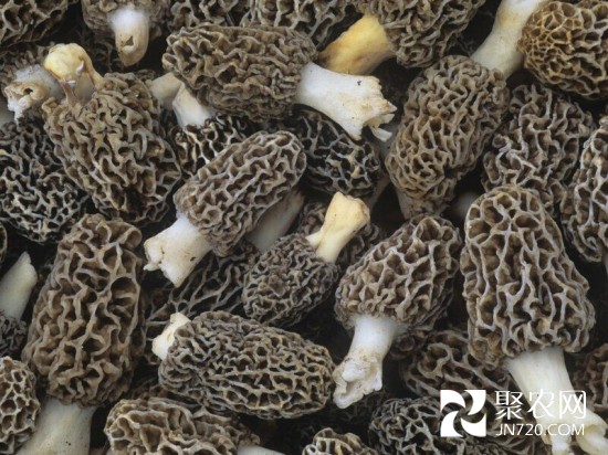 加拿大西北地區天干致羊肚菌減產