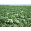 山東大量批發京欣西瓜產地價格
