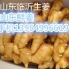 山東大姜批發價格山東大姜產地山東大姜市場山東生姜市場