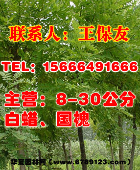 山東濱州白蠟小苗供應價格,濱州大量供應白蠟,山東泰安白蠟苗木基地