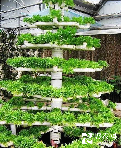 溫室番茄、生菜、雞腿菇高效立體種植技術