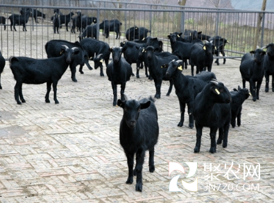 黑山羊企業的發展及圈養的基本要求