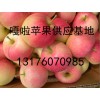 山東常年銷售嘎啦美八蘋果現看現摘