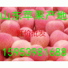 【15953981688】山東蘋(píng)果今日最新價(jià)格行情