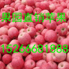 【15266681888】山東蘋果最新價格批發(fā)行情